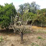 Nature * לאגוּ‏ש