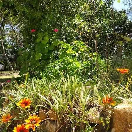 Nature Houses *